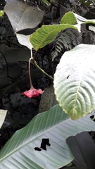 Palicourea correae
