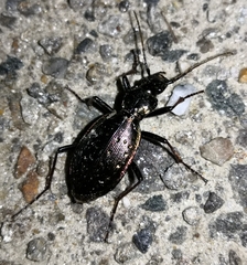 Carabus depressus