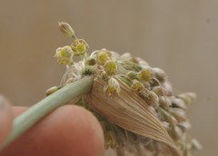 Allium paniculatum