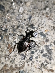 Carabus depressus