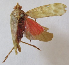 Enchophora sanguinea