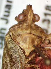 Enchophora sanguinea