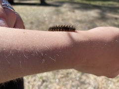 Cremastocheilus armatus