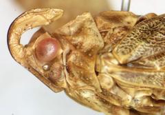 Enchophora sanguinea