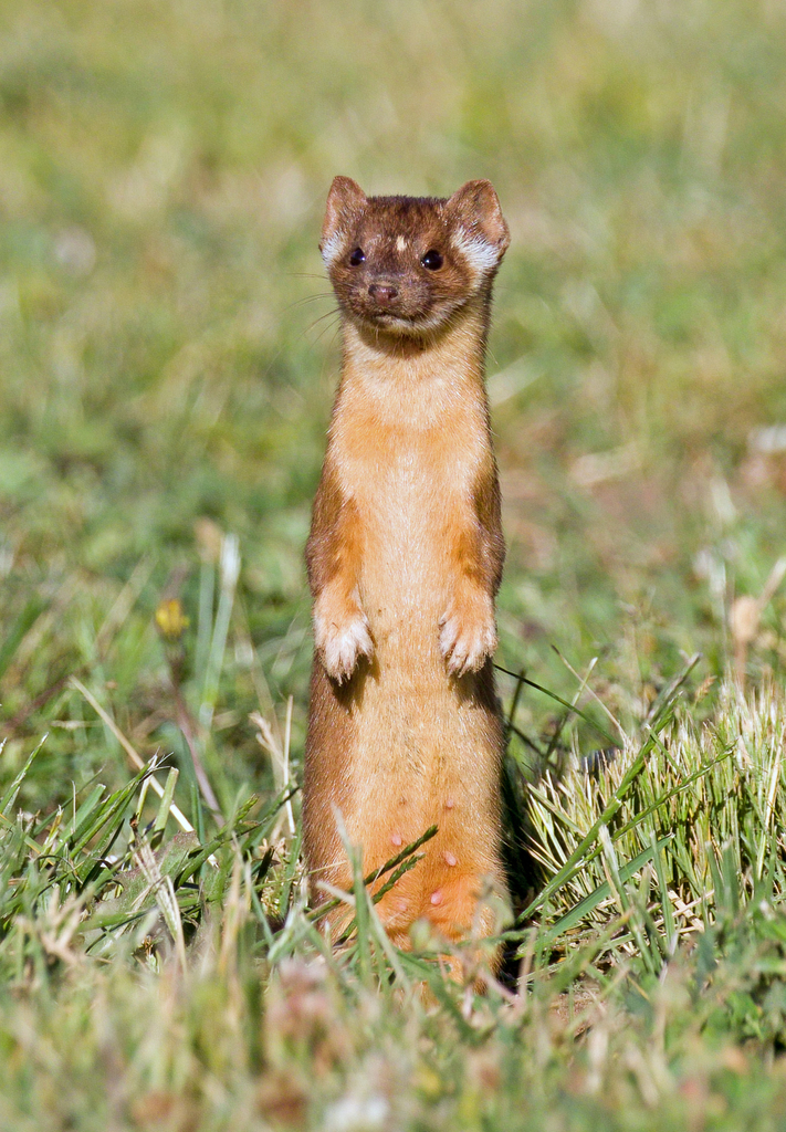 Long-tailed Weasel (Wildlife and Wildflowers of Texas - Mammals ...