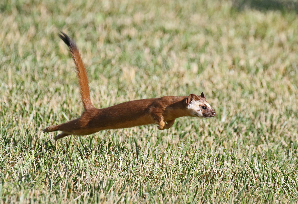 Longtailed Weasel (Wildlife and Wildflowers of Texas Mammals