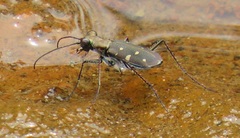 Cylindera disjuncta