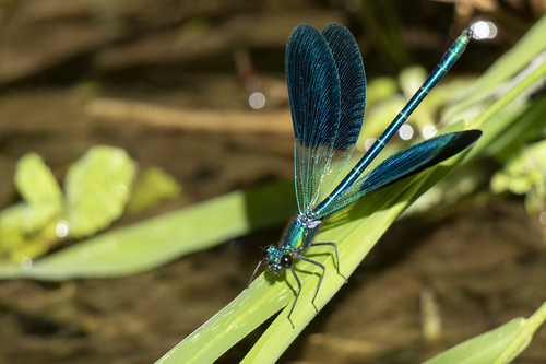 Western Demoiselle