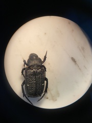 Cremastocheilus armatus