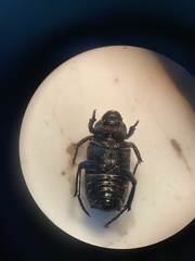 Cremastocheilus armatus