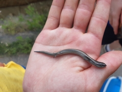 Chalcides bedriagai