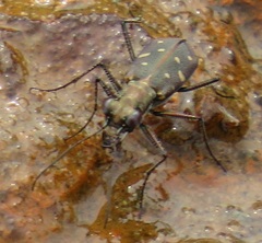 Cylindera disjuncta