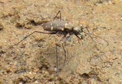 Cylindera disjuncta