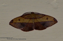 Hypochrosis hyadaria