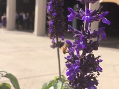 Apis mellifera