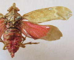 Enchophora sanguinea