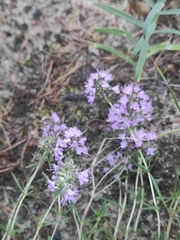 Thymus pallasianus