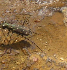 Cylindera disjuncta
