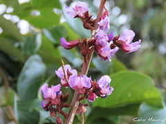 Macropsychanthus bicolor