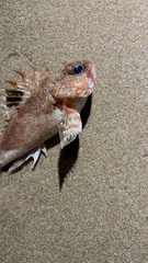 Maxillicosta scabriceps