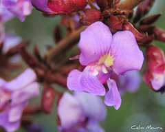 Macropsychanthus bicolor