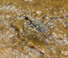 Cylindera disjuncta