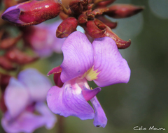 Macropsychanthus bicolor