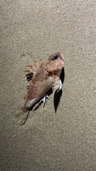 Maxillicosta scabriceps