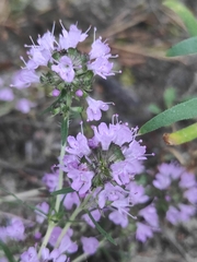 Thymus pallasianus