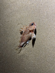 Maxillicosta scabriceps