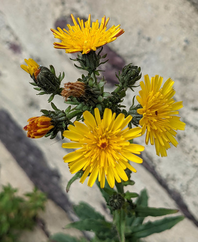 Picris hieracioides