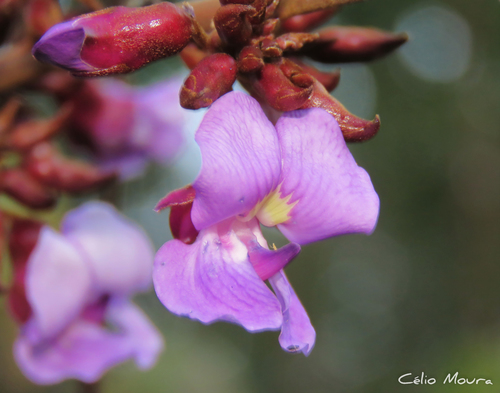 Dioclea bicolor