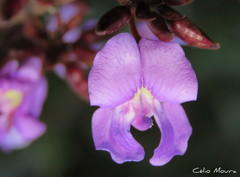 Macropsychanthus bicolor