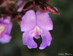 Macropsychanthus bicolor