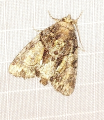 Chytonix