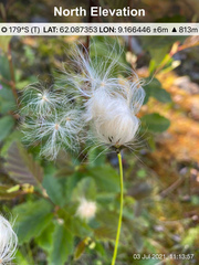 Eriophorum brachyantherum