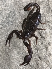 Euscorpius alpha