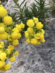 Calceolaria thyrsiflora