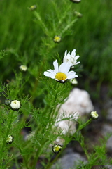Tripleurospermum hookeri