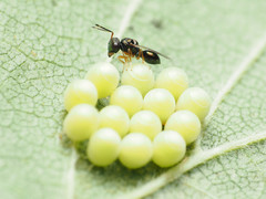 Acroclisoides sinicus