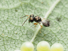 Acroclisoides sinicus