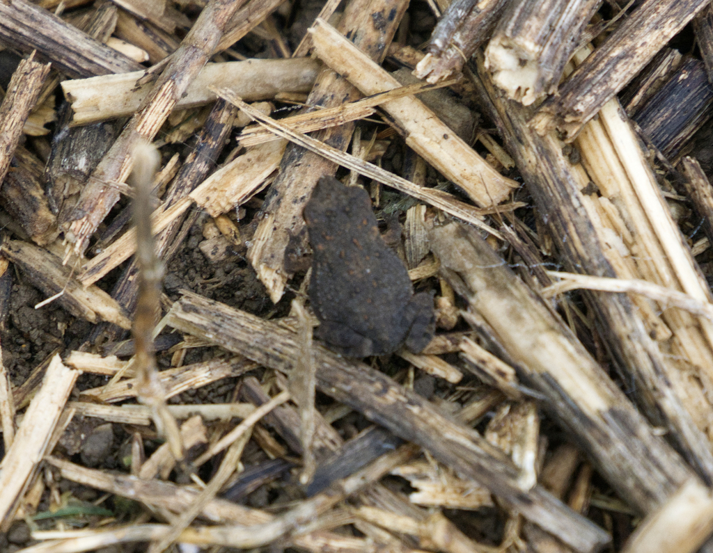 Frogs and Toads from Waco, TX, USA on July 03, 2021 at 0913 AM by John