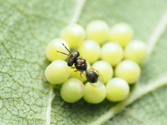 Acroclisoides sinicus
