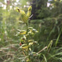 Dactylorhiza viridis