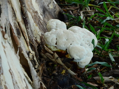 Fungi
