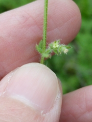 Galium texense