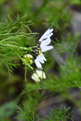 Tripleurospermum hookeri