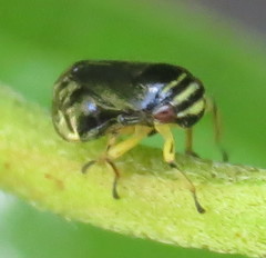 Clastoptera proteus