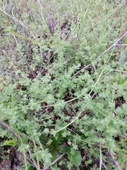 Galium texense