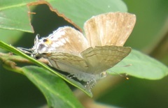 Hypolycaena philippus philippus